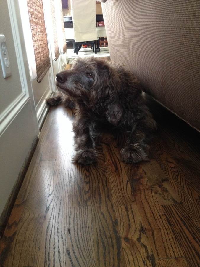 "What's he got, rabies?"